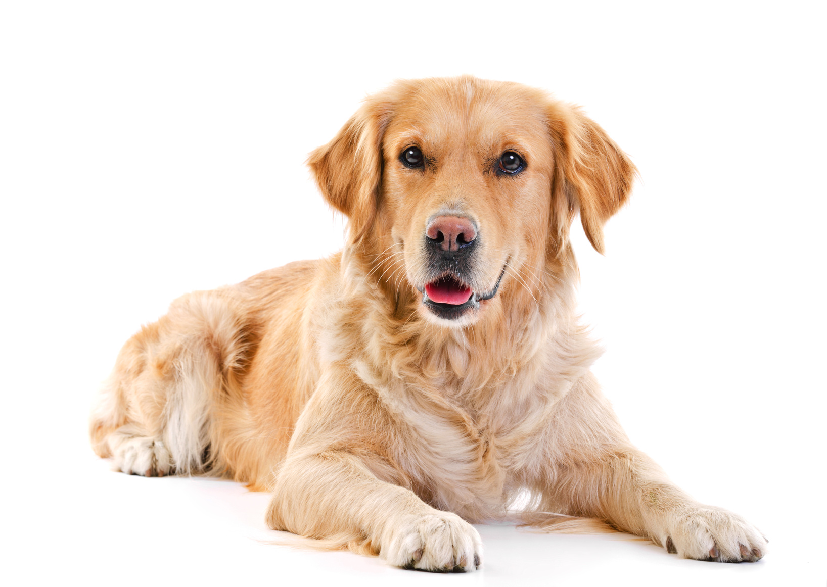golden-retriever-laying-over-white-background
