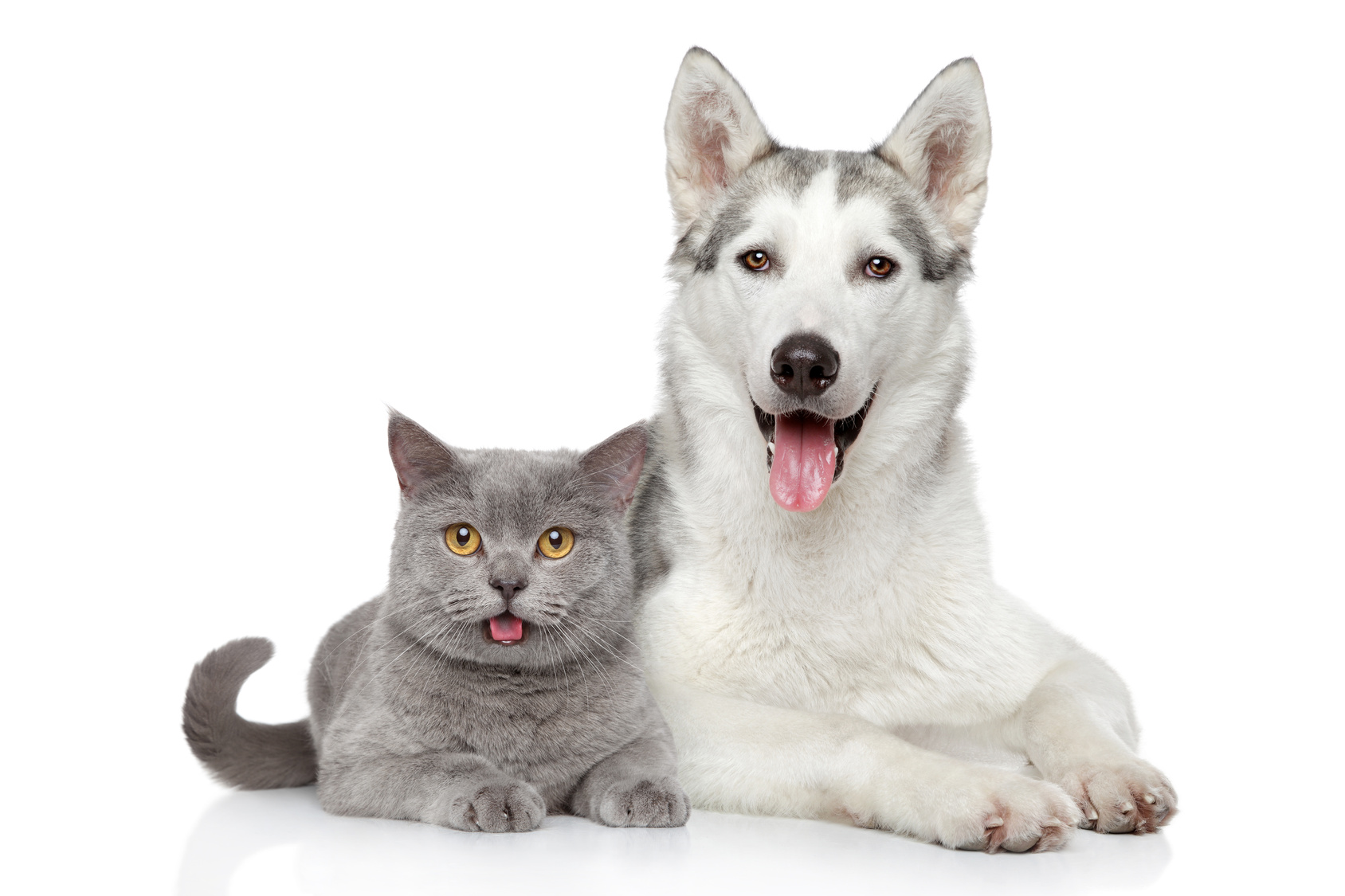 cat-and-dog-together-on-a-white-background