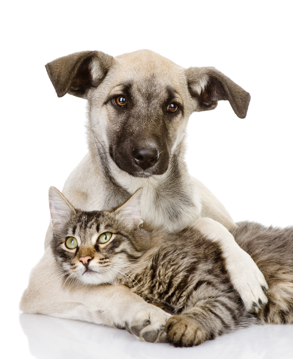 the-dog-hugs-a-cat-isolated-on-white-background