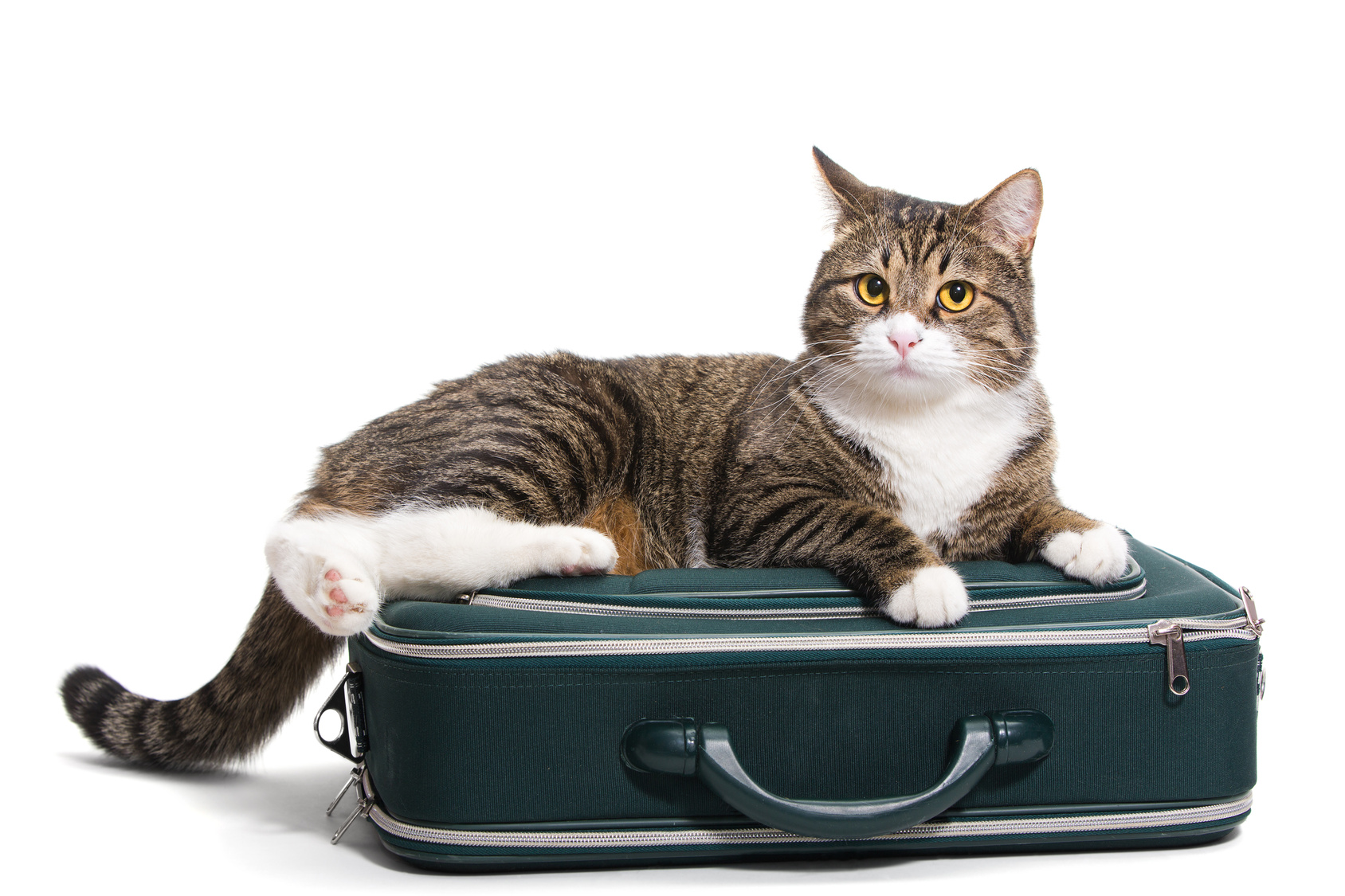 cat-in-a-suitcase
