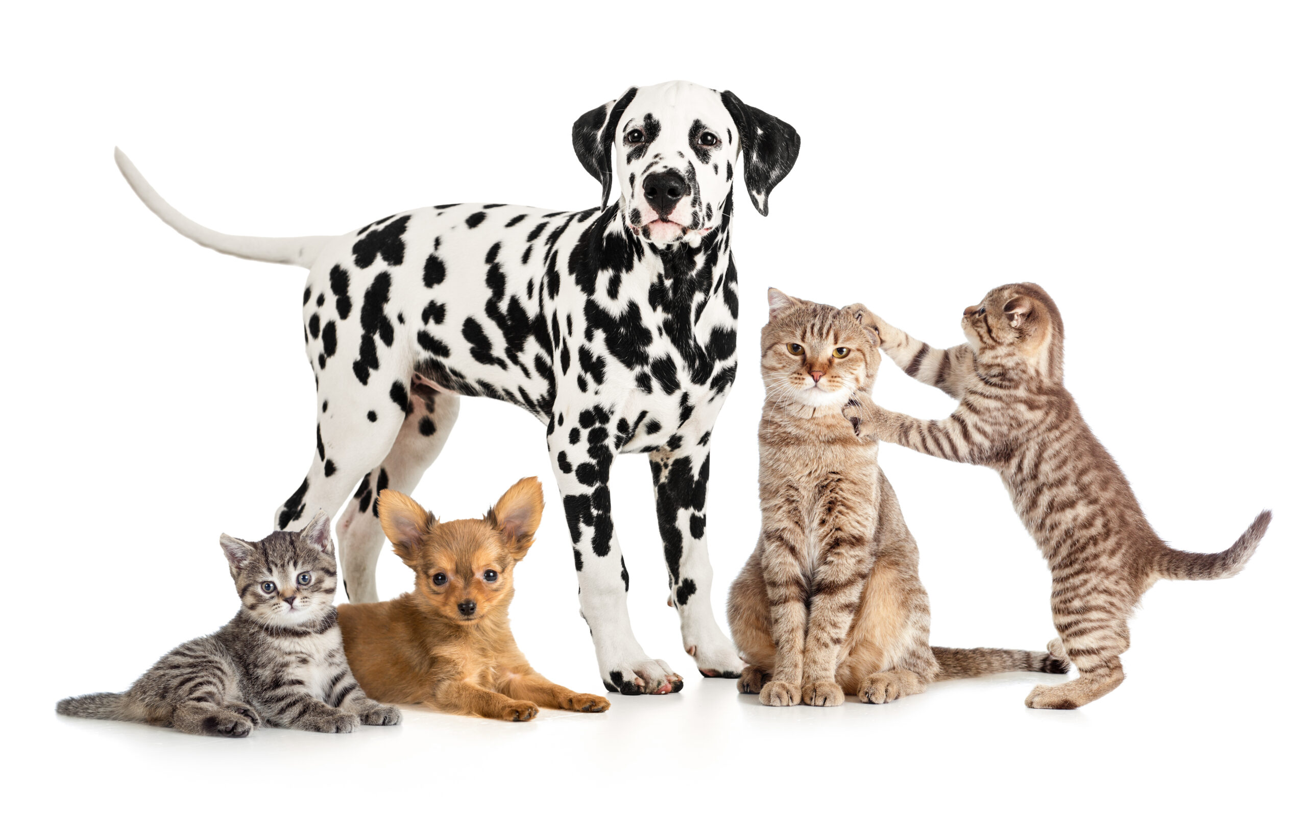 pets-animals-group-collage-for-veterinary-or-petshop-isolated