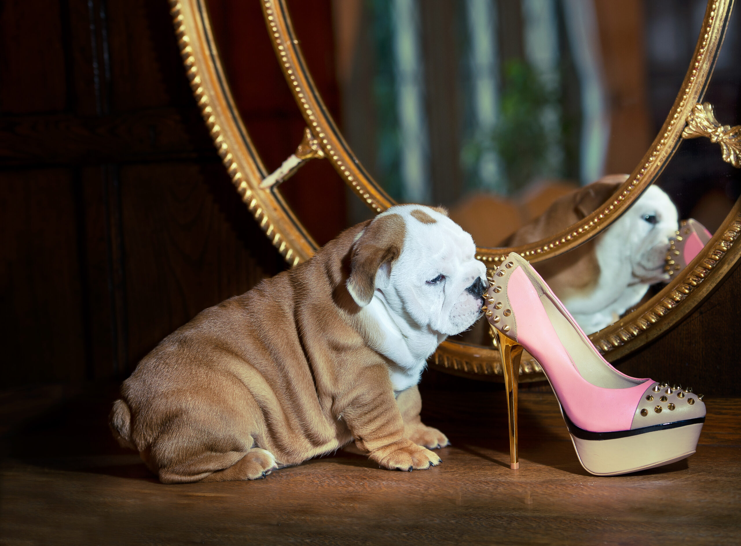 cute-english-bulldog-puppy-with-a-sexy-pink-shoe