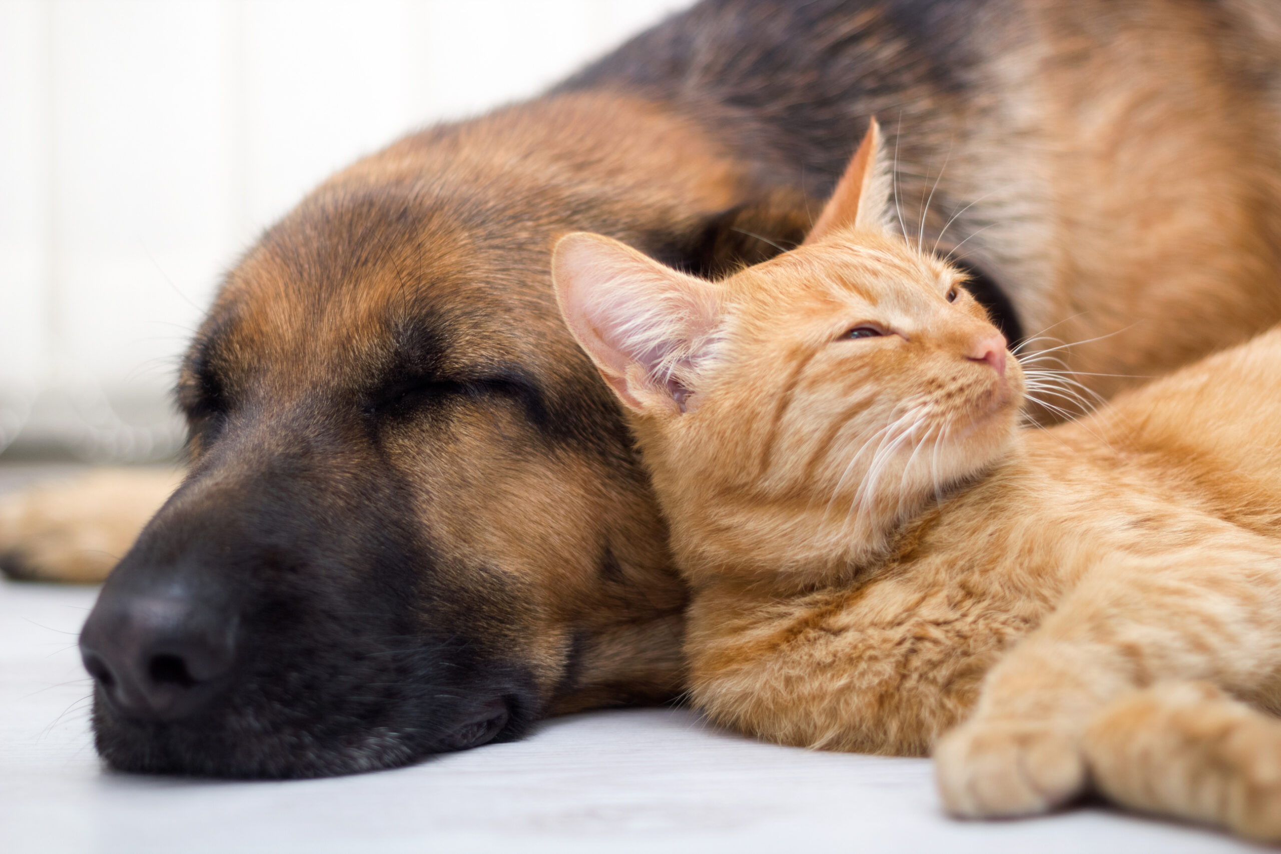 cat-and-dog-sleeping-together