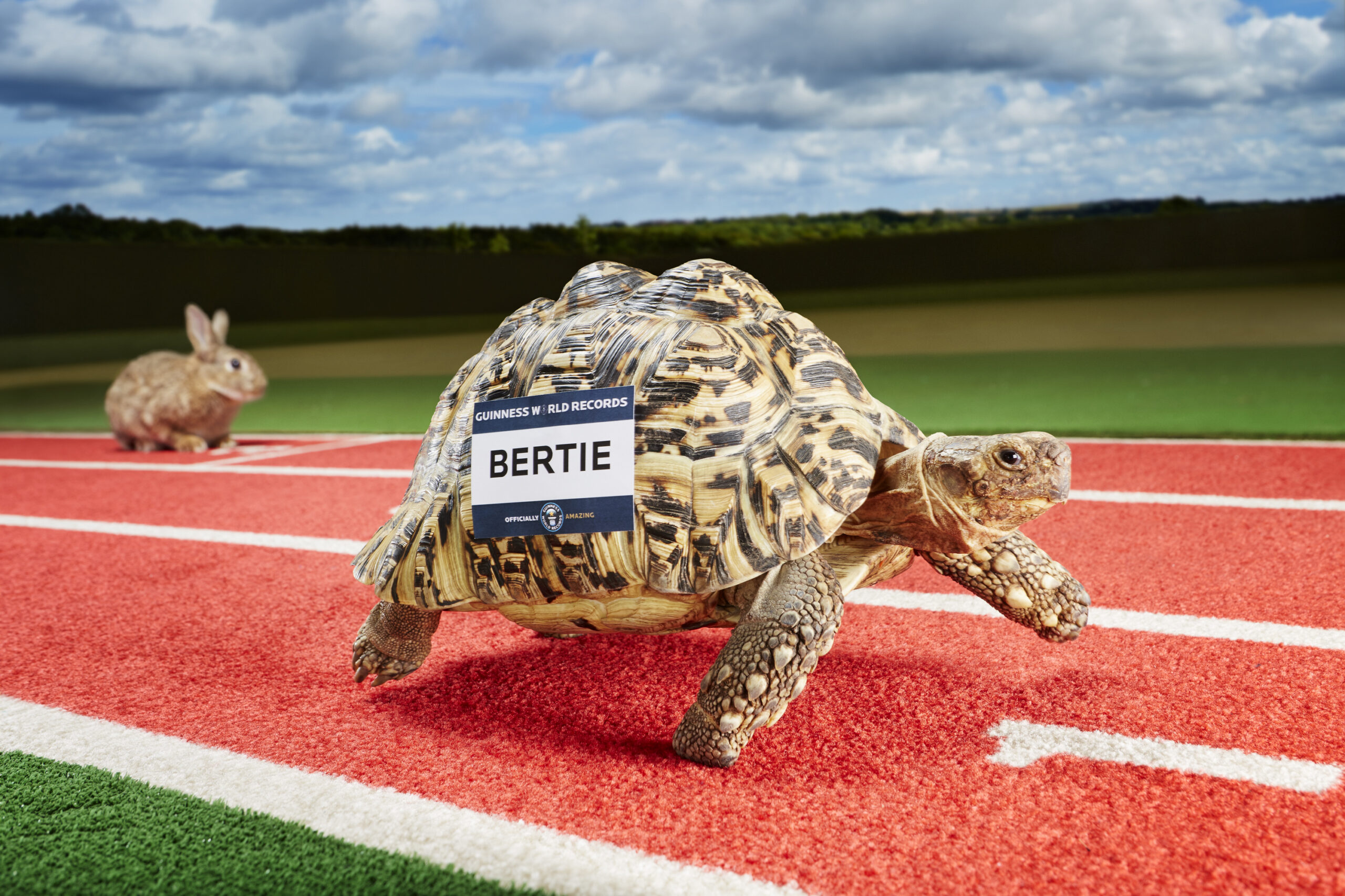 bertie-fastest-tortoise-120814-0056