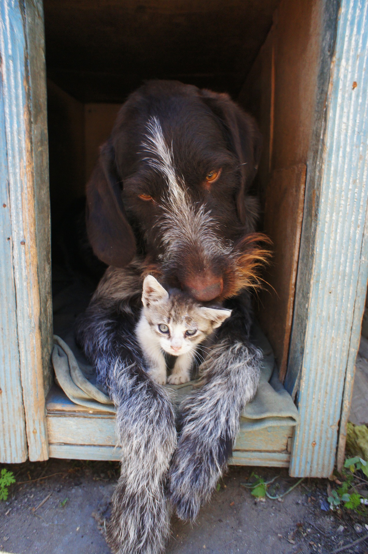 dog-and-cat-211503_1920
