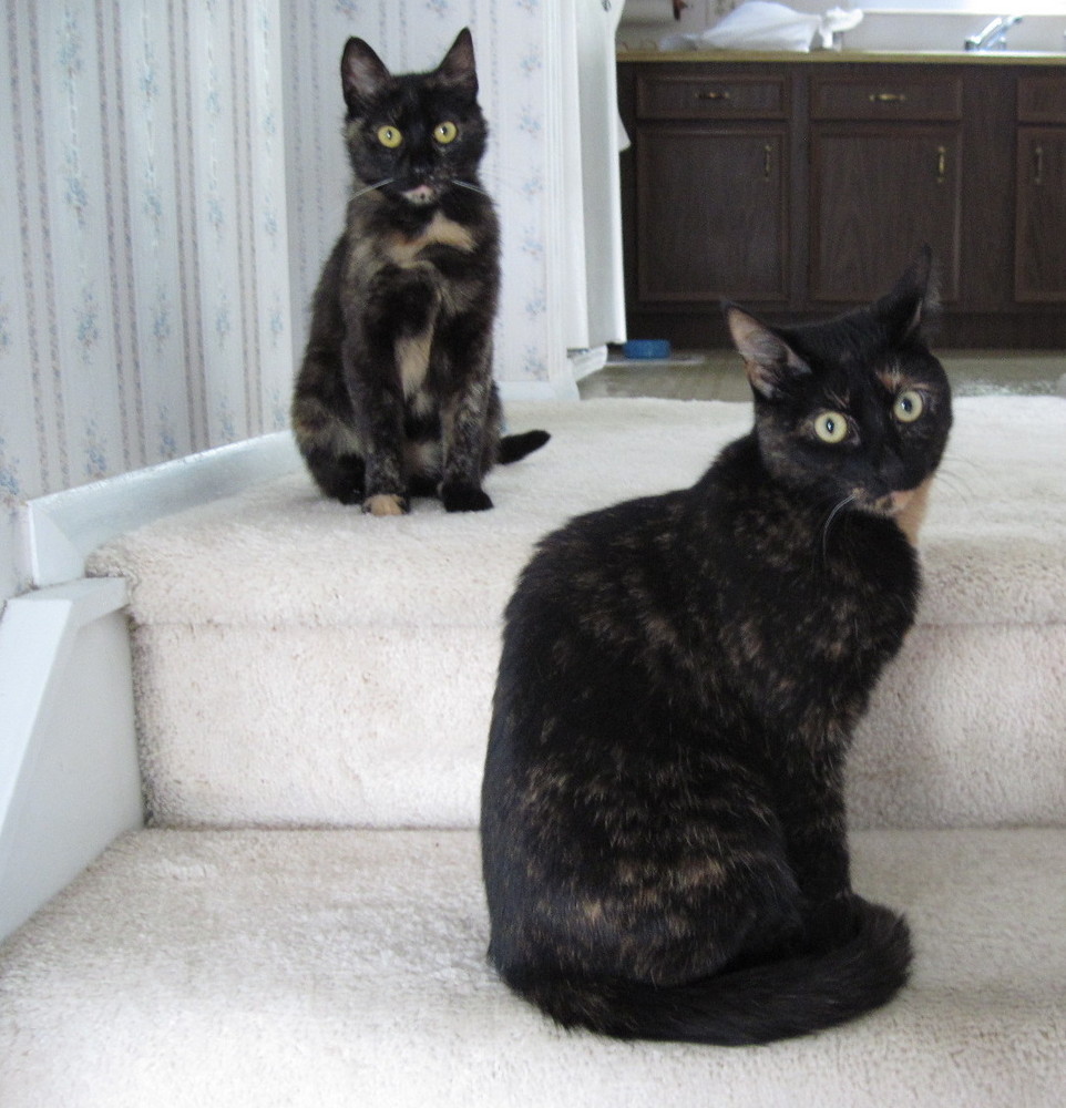 allegra-and-ruby-stairs