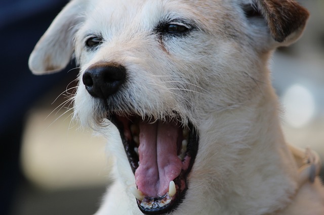 dog-yawning-2