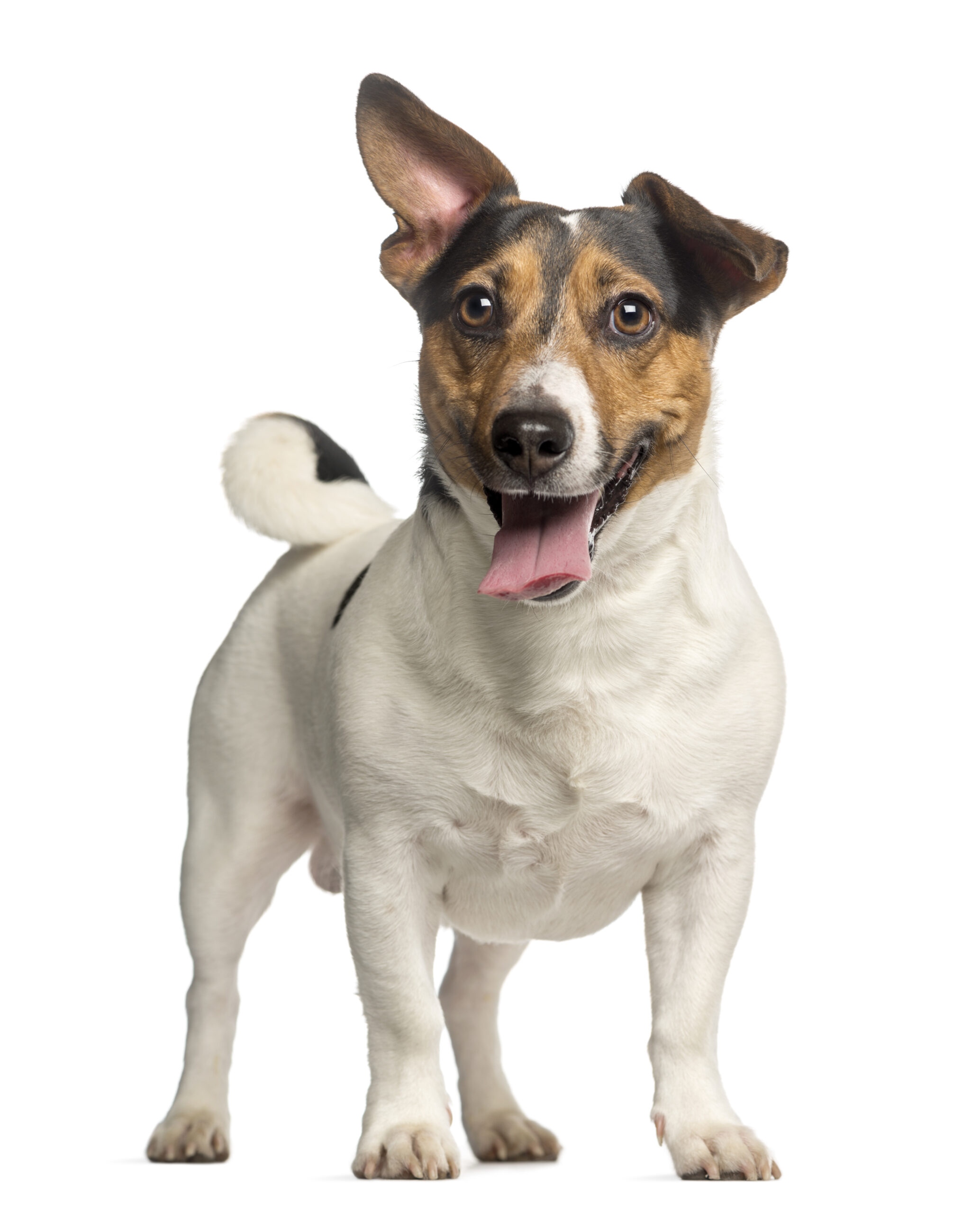 jack-russell-terrier-3-years-old-standing-and-panting-isolated-on-white-3