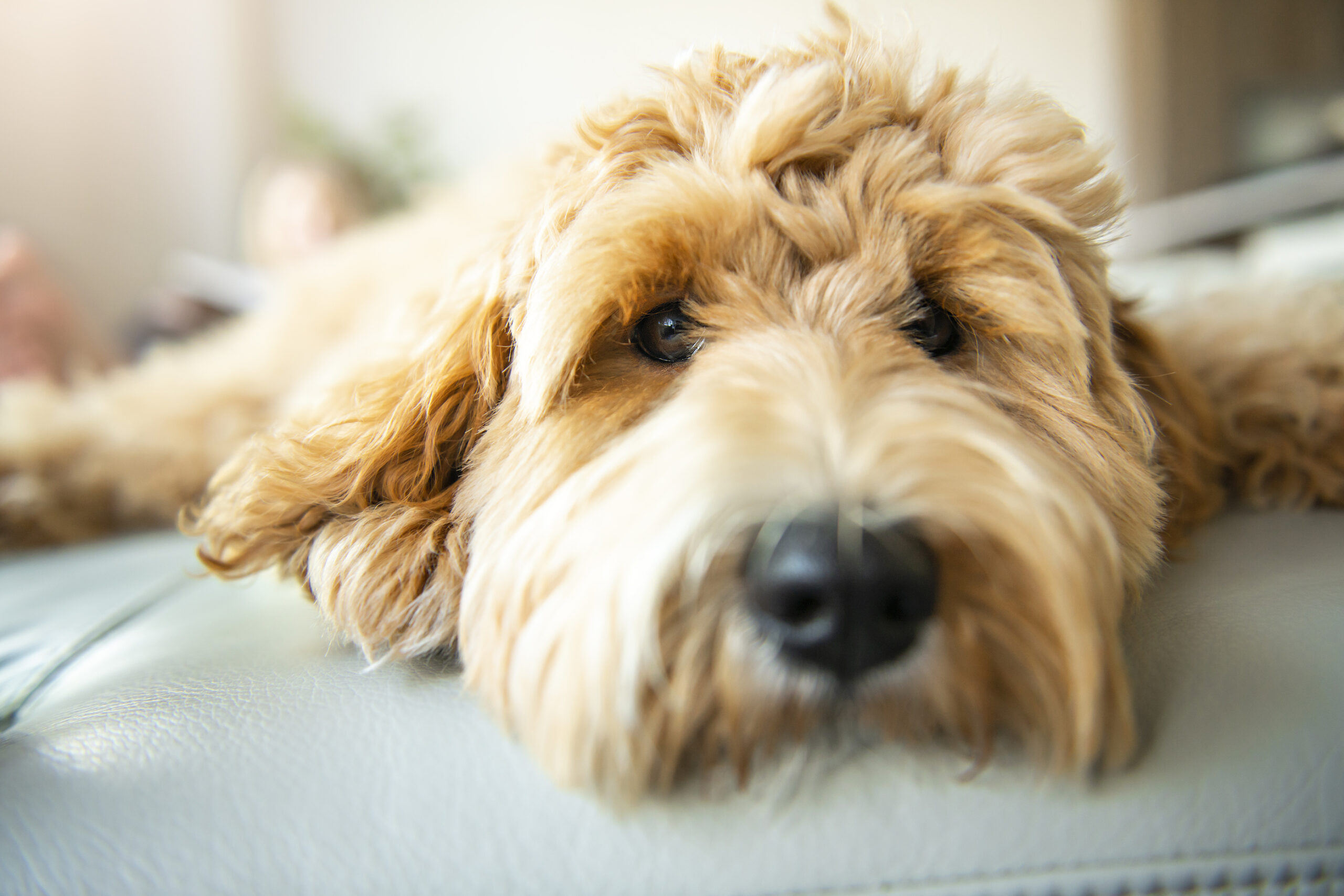 golden-labradoodle-dog-at-home-on-the-sofa