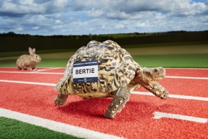 Bertie - Fastest Tortoise-120814-0056