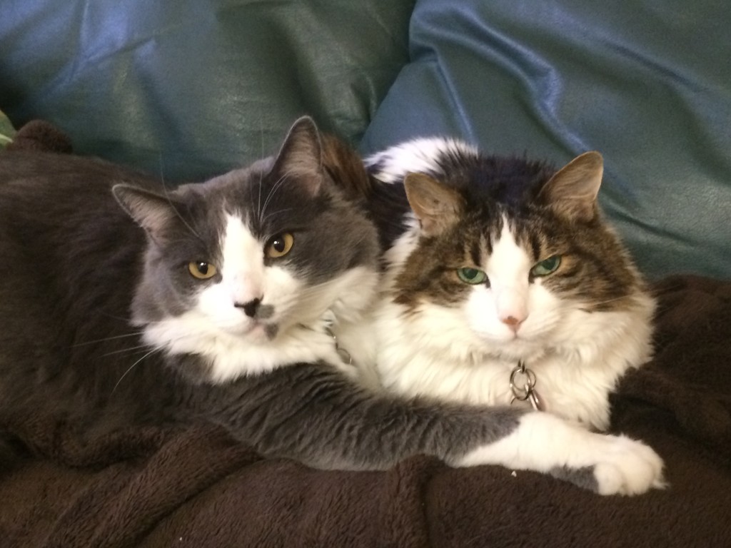 Both Fudge and Ziggy are adopted and show their "appreciation" every day with non-stop love and affection