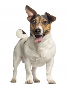 Jack Russell Terrier, 3 years old, standing and panting, isolated on white