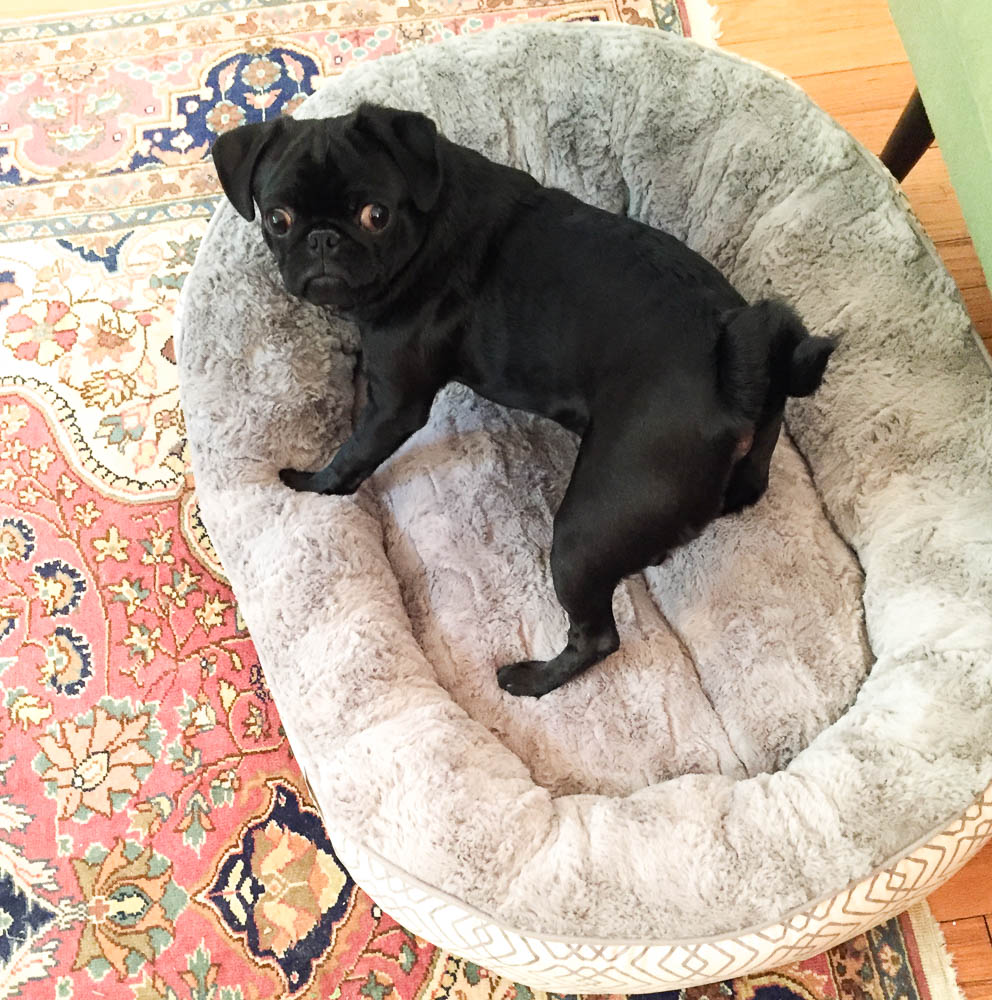 memory foam pet bed works for all pets