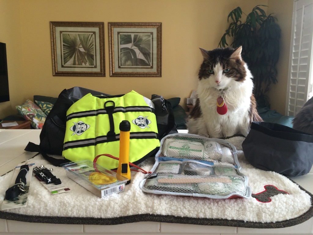 Fudge inspecting my Disaster Preparedness Kit. It includes a first aid kit, collars, leashes, a flash light, paw protectors a fold-up water bowl and more.