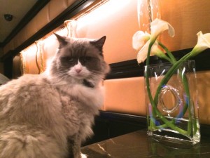Matilda the Directfurr of Guest Relations at the Algonquin hosted the purrty