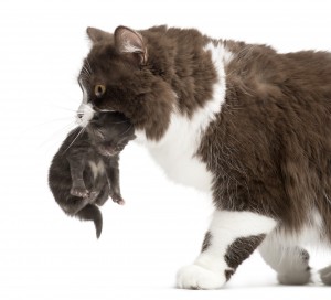 Close-up of a British Longhair carrying a one week old kitten, isolated on white