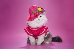 cat in a pink dress and hat