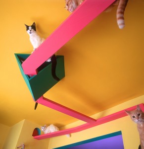 Picture of a cat in fun cat house Sandy Robins Pet Lifestyle Expert