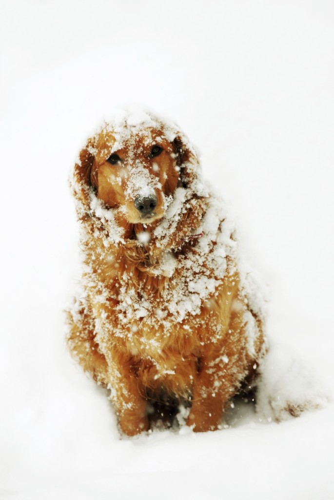 Keeping pets warm and safe is winter. Photograph courtesy North Shore Animal League America