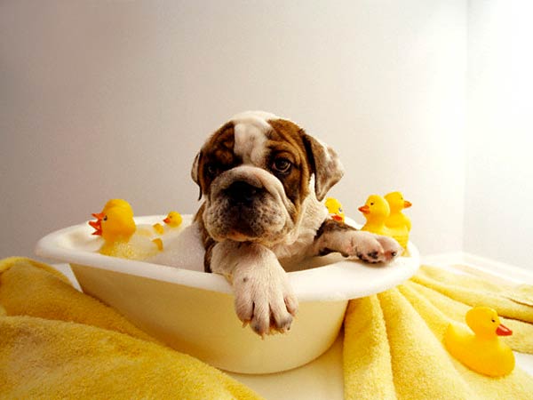 dog bathing tips Petco