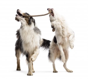  Shepherd playing with a rope against white background