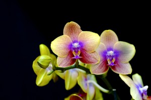 orchids_003