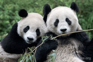 pandas going to Belgium Sandy Robins Pet Lifestyle Expert