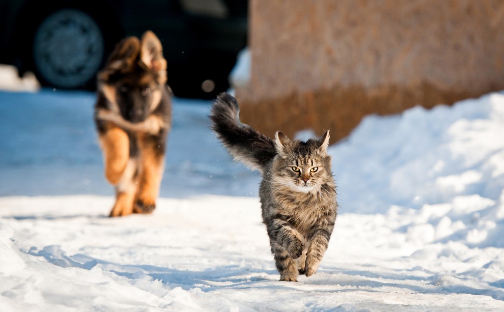 German shepherd puppy running behind tabby cat