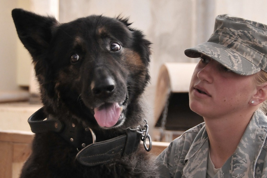 Fostering pets for America's military pet parents offers great peace of mind while they are deployed