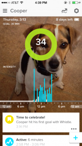 whistle activity monitor PetSmart Sandy Robins product review Reigning Cats and Dogs blog